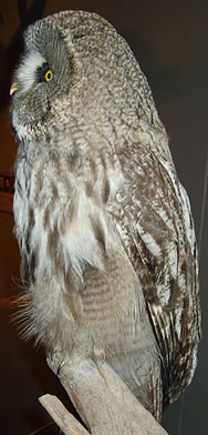 Serving New Thought brings New Thought to our fingertips