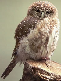 Great New Thought Source Ministry