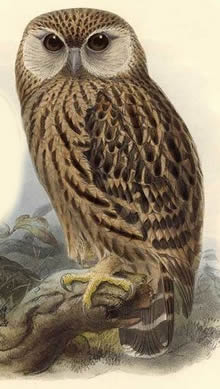 Rev. Maggie in Aotearoa